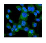 HINT1 Antibody in Immunocytochemistry (ICC/IF)