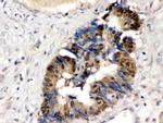 HINT1 Antibody in Immunohistochemistry (Paraffin) (IHC (P))