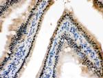 HINT1 Antibody in Immunohistochemistry (Paraffin) (IHC (P))