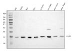 HINT1 Antibody in Western Blot (WB)