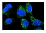 HLA-A Antibody in Immunocytochemistry (ICC/IF)