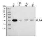 HLA-A Antibody in Western Blot (WB)