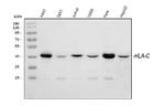 HLA-C Antibody in Western Blot (WB)