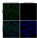 HMGB1 Antibody in Immunohistochemistry (Paraffin) (IHC (P))