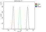 HMG4 Antibody in Flow Cytometry (Flow)