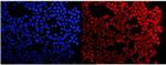 HMG4 Antibody in Immunocytochemistry (ICC/IF)