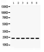 HMG4 Antibody in Western Blot (WB)