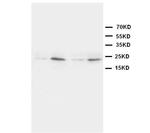 HMGB4 Antibody in Western Blot (WB)