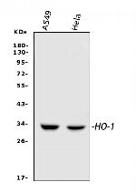 HO-1 Antibody in Western Blot (WB)