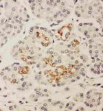 HOXA3 Antibody in Immunohistochemistry (Paraffin) (IHC (P))