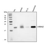 H-Ras Antibody in Western Blot (WB)