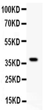 HRG Antibody in Western Blot (WB)