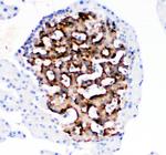 HSD11B1 Antibody in Immunohistochemistry (Paraffin) (IHC (P))