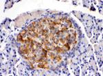 HSD11B2 Antibody in Immunohistochemistry (Paraffin) (IHC (P))