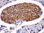 HSD11B2 Antibody in Immunohistochemistry (Paraffin) (IHC (P))