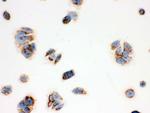 ERAB Antibody in Immunocytochemistry (ICC/IF)