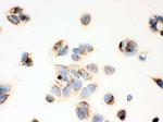 ERAB Antibody in Immunocytochemistry (ICC/IF)