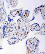 HSD17B2 Antibody in Immunohistochemistry (Frozen) (IHC (F))