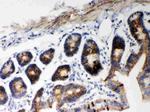 HSP60 Antibody in Immunohistochemistry (Paraffin) (IHC (P))