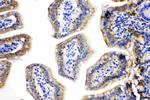 HSPE1 Antibody in Immunohistochemistry (Paraffin) (IHC (P))