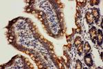 HSPE1 Antibody in Immunohistochemistry (Paraffin) (IHC (P))