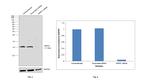 HSPE1 Antibody