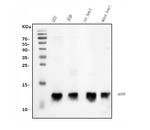 HSPE1 Antibody in Western Blot (WB)