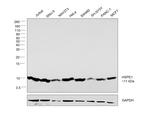 HSPE1 Antibody in Western Blot (WB)