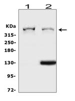 Perlecan Antibody in Western Blot (WB)