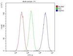 HSP105 Antibody in Flow Cytometry (Flow)