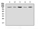 HSP105 Antibody in Western Blot (WB)