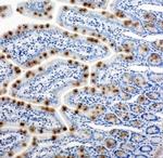 HSP105 Antibody in Immunohistochemistry (Paraffin) (IHC (P))