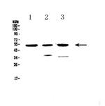 HTRA1 Antibody in Western Blot (WB)