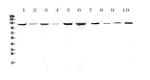 IDE Antibody in Western Blot (WB)