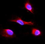 IDH2 Antibody in Immunocytochemistry (ICC/IF)