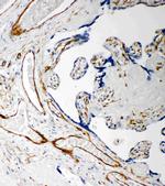 Iduronate 2 Sulfatase Antibody in Immunohistochemistry (Paraffin) (IHC (P))