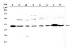 IGFBP3 Antibody in Western Blot (WB)