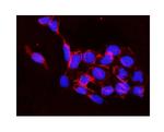 IKK beta Antibody in Immunocytochemistry (ICC/IF)