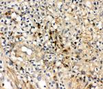 IL-10 Antibody in Immunohistochemistry (Paraffin) (IHC (P))