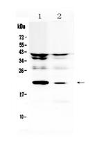 IL-11 Antibody in Western Blot (WB)