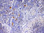 IL-12 p35 Antibody in Immunohistochemistry (Paraffin) (IHC (P))