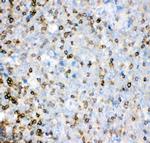 IL-16 Antibody in Immunohistochemistry (Paraffin) (IHC (P))