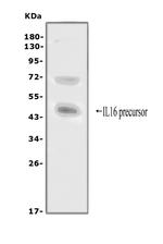 IL-16 Antibody in Western Blot (WB)