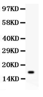 IL-16 Antibody in Western Blot (WB)