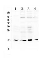 IL17B Antibody in Western Blot (WB)