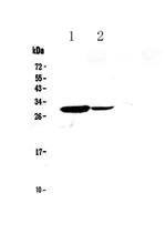 IL17C Antibody in Western Blot (WB)