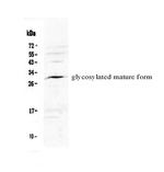 IL-17F Antibody in Western Blot (WB)