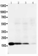 IL-18 Antibody in Western Blot (WB)