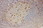 IL-18 Antibody in Immunohistochemistry (Paraffin) (IHC (P))