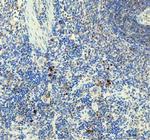 IL-1 beta Antibody in Immunohistochemistry (Paraffin) (IHC (P))